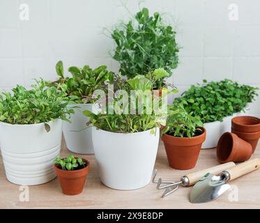 Auf einer Holzoberfläche sind verschiedene frische grüne Kräuter angeordnet Stockfoto