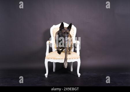 Holländischer Schäferhund sitzt auf dem Stuhl in einem Studio Stockfoto