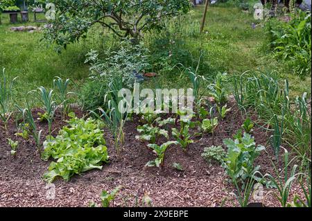 Garten Gemuesebeet Mischkultur Gemueseanbau im eigenen Garten. Ein