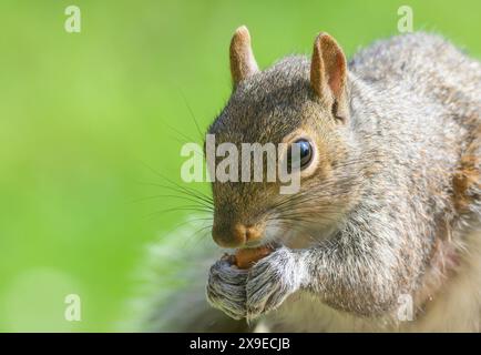Graues Eichhörnchen (östliches graues Eichhörnchen / graues Eichhörnchen) Sciurus carolinensis. Eine Erdnuss von einem Gartenvogeltisch essen. Mai, Kent, Großbritannien, Stockfoto