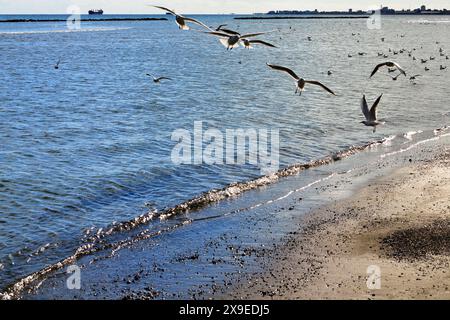 Eine Schar Möwen, die am öffentlichen Strand von Oroklini mit der Stadt Larnaka auf Zypern im Hintergrund fliegen Stockfoto