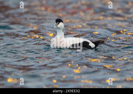 Gemeiner Eider (Somateria mollissima), der in einem Hafen schwimmt, mit reflektierten Lichtern und Gebäuden, die Muster auf dem Wasser erzeugen. Norwegen im Winter. Stockfoto