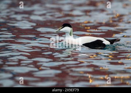 Gemeiner Eider (Somateria mollissima), der in einem Hafen schwimmt, mit reflektierten Lichtern und Gebäuden, die Muster auf dem Wasser erzeugen. Norwegen im Winter. Stockfoto