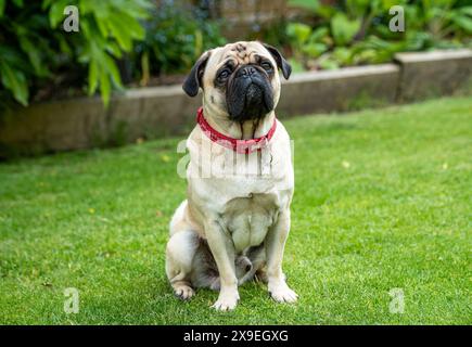 Porträt eines süßen Mops im Garten Stockfoto