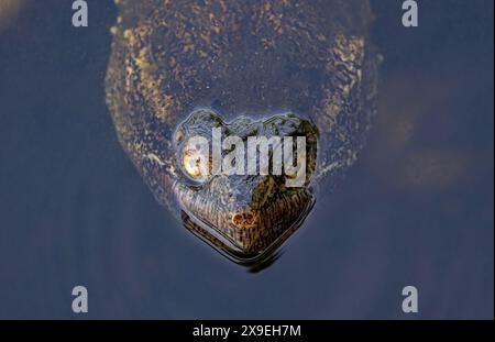 Eine Schnappschildkröte, die in Ottawa, Kanada, ihren Kopf aus dem Wasser sticht Stockfoto