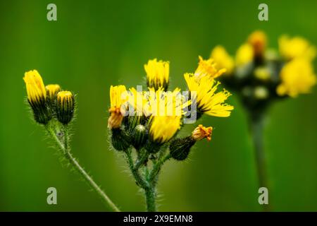 Nahaufnahme von Weiden-Falkweed, die im Mai in Wisconsin blühen. Stockfoto