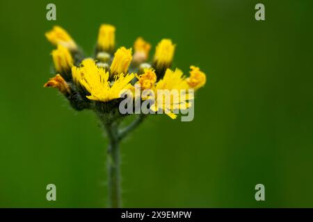 Nahaufnahme von Weiden-Falkweed, die im Mai in Wisconsin blühen. Stockfoto