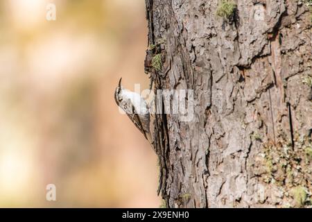 Ein eurasischer Treecreeper (Certhia familiaris) auf dem Weg zum Nest. Stockfoto