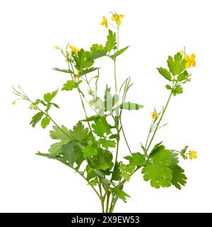 Große Cellandine Pflanze mit gelben Blüten auf weißem Hintergrund nah oben Stockfoto