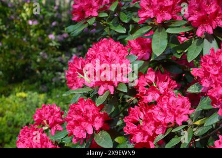 Wunderschöne rote Rhododendronblumen, üppig blühende Rhododendronbüsche im Sommergarten. Stockfoto