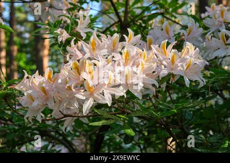 Wunderschöne weiße Rhododendron-Blüten aus nächster Nähe, üppig blühender Rhododendron-Occidentale-Busch im Sommergarten. Stockfoto