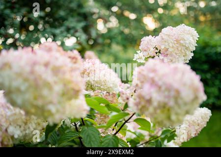 Zarte rosafarbene Blüten von Hortensien, die im Sommer von der niedrigen Abendsonne beleuchtet werden. Hortensia blüht im Sommergarten. Schönheit in der Natur. Stockfoto