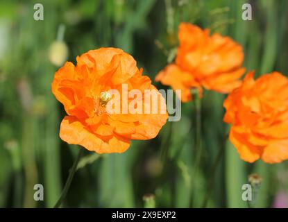 Eine Nahaufnahme des spanischen Mohns, Papaver rupifragum Stockfoto