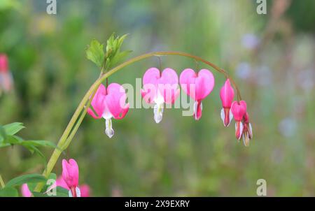 Eine Nahaufnahme der schönen Blumen von Dicentra Spectabilis, blutendes Herz Stockfoto