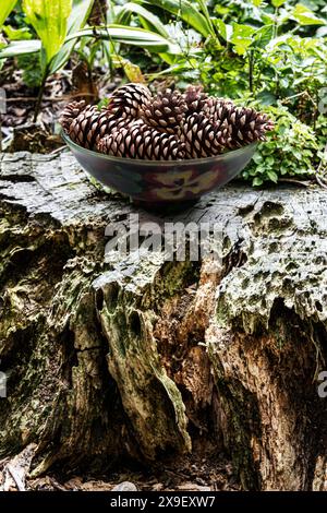 Minimalistisches Stillleben, vertikales Bild mit Kopierraum einer dekorierten Töpferschale mit Tannenzapfen auf einem Baumstamm in einer Waldlandschaft Stockfoto