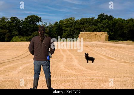 Ein Mann, der ein frisch geerntetes Weizenfeld mit Heuballen in der Ferne sieht, und ein Schäferhund, der auf dem Feld steht und ihn ansieht Stockfoto