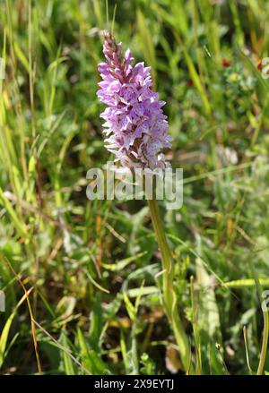 Gefleckte Orchideen, Dactylorhiza fuchsii, Orchidaceae. Totternhoe Knolls, Bedfordshire, Großbritannien Stockfoto