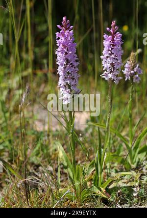 Gefleckte Orchideen, Dactylorhiza fuchsii, Orchidaceae. Totternhoe Knolls, Bedfordshire, Großbritannien Stockfoto