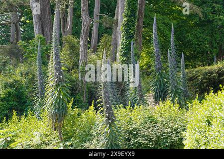 Multiple Echium Pininana, auch bekannt als Riesenviper's Bugloss Stockfoto