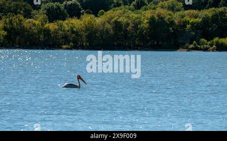 Sonnenlicht schimmert rund um den berühmten weißen Pelikan, während er in den Gewässern von Oklahoma schwimmt. Bokeh. Stockfoto