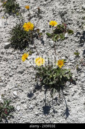 Rough Hawkbit oder Bristly Hawkbit, Leontodon hispidus, Asteraceae. Stockfoto