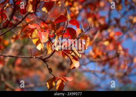 Eine Hintergrundtextur aus gelben Blättern Herbstblatthintergrund Stockfoto