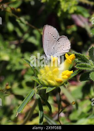 Kleiner blauer Schmetterling, Cupido Minimus, Lycaenidae. Weibliche Unterseite. Fütterung/Eiablage auf Niere Vetch, Anthyllis Vulneraria, Fabaceae. Umseite. Stockfoto