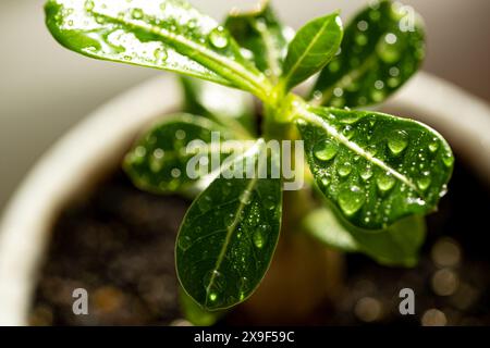 Wüstenrose Adenium obesum Pflanze mit Wassertropfen Stockfoto