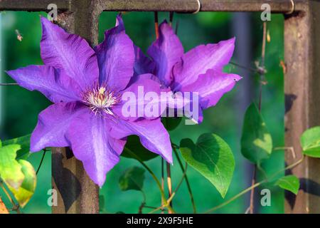 Clematis 'Cardinal Wyszynski' - die Blüten dieser Clematis sind sehr intensiv und auffallend rot. Stockfoto