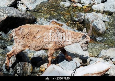 Exemplar eines Steinbocks, der im Frühjahr im oberen Gesso-Tal weidet und ruht, Cuneo (Piemont, Italien) Stockfoto