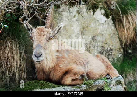 Exemplar eines Steinbocks, der im Frühjahr im oberen Gesso-Tal weidet und ruht, Cuneo (Piemont, Italien) Stockfoto