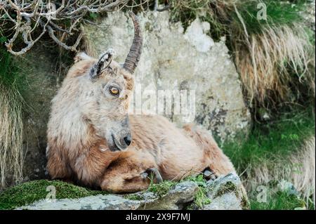 Exemplar eines Steinbocks, der im Frühjahr im oberen Gesso-Tal weidet und ruht, Cuneo (Piemont, Italien) Stockfoto