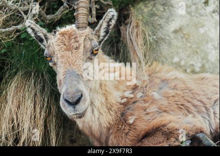 Exemplar eines Steinbocks, der im Frühjahr im oberen Gesso-Tal weidet und ruht, Cuneo (Piemont, Italien) Stockfoto