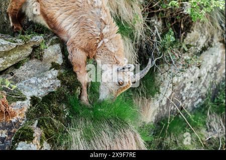 Exemplar eines Steinbocks, der im Frühjahr im oberen Gesso-Tal weidet und ruht, Cuneo (Piemont, Italien) Stockfoto