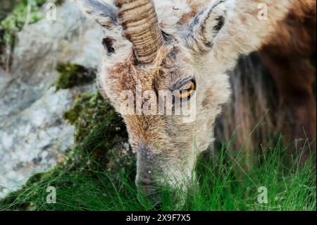 Exemplar eines Steinbocks, der im Frühjahr im oberen Gesso-Tal weidet und ruht, Cuneo (Piemont, Italien) Stockfoto