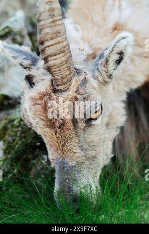 Exemplar eines Steinbocks, der im Frühjahr im oberen Gesso-Tal weidet und ruht, Cuneo (Piemont, Italien) Stockfoto