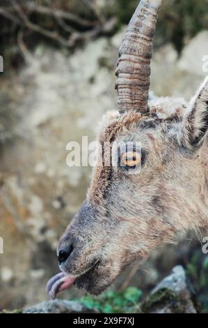 Exemplar eines Steinbocks, der im Frühjahr im oberen Gesso-Tal weidet und ruht, Cuneo (Piemont, Italien) Stockfoto