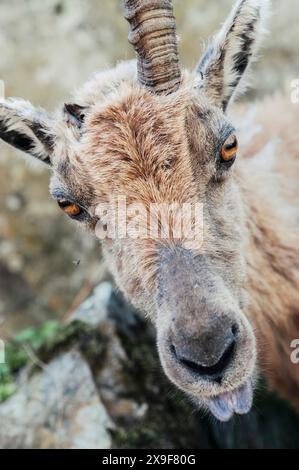 Exemplar eines Steinbocks, der im Frühjahr im oberen Gesso-Tal weidet und ruht, Cuneo (Piemont, Italien) Stockfoto