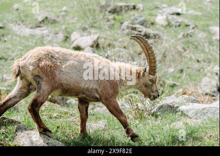 Exemplar eines Steinbocks, der im Frühjahr im oberen Gesso-Tal weidet und ruht, Cuneo (Piemont, Italien) Stockfoto