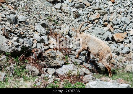 Exemplar eines Steinbocks, der im Frühjahr im oberen Gesso-Tal weidet und ruht, Cuneo (Piemont, Italien) Stockfoto