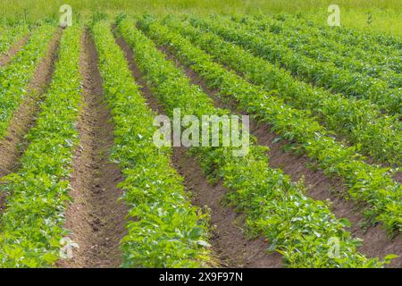 Junge Kartoffelpflanzen, die im Frühjahr in Reihen auf dem Öko-Bauernhof wachsen Stockfoto