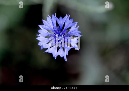 Isolierte blaue Kornblume (centaurea cyanus) von oben, Hintergrund, Nahaufnahme, Kopierraum Stockfoto