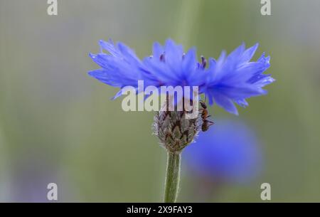 Isolierte blaue Kornblume (centaurea cyanus) mit Ameise, Hintergrund, Nahaufnahme Stockfoto