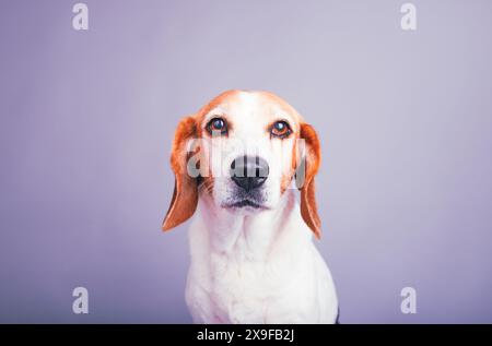 Nahporträt eines Beagle, der vor einem violetten Hintergrund sitzt Stockfoto