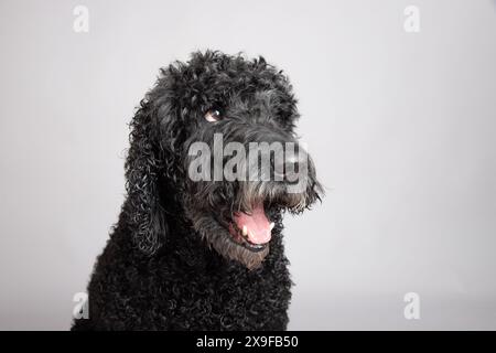 Porträt eines schwarzen Labradoodles, der vor grauem Hintergrund sitzt Stockfoto