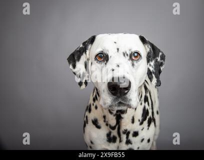 Porträt eines dalmatinischen Hundes, der vor grauem Hintergrund sitzt Stockfoto