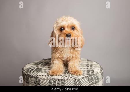 Porträt eines Spielzeug-Cavapoo, der auf einem Hocker vor grauem Hintergrund sitzt Stockfoto