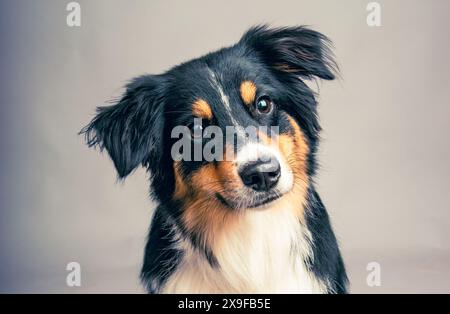 Porträt eines dreifarbigen Australiers, der vor grauem Hintergrund sitzt Stockfoto
