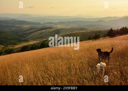 Zwei Hunde spielen im langen Gras auf dem Berg Zlatibor, Serbien Stockfoto