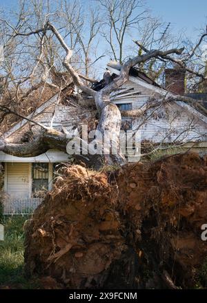 Nahaufnahme eines entwurzelten Baumes, der auf das Dach eines Hauses gefallen ist, USA Stockfoto